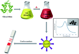 Graphical abstract: Green synthesis and characterization of gold nanoparticles and their application for the rapid detection of glycyrrhizin with immunochromatographic strips