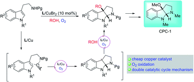 Graphical abstract: Copper-catalyzed aerobic oxidative radical alkoxycyclization of tryptamines to access 3-alkoxypyrroloindolines