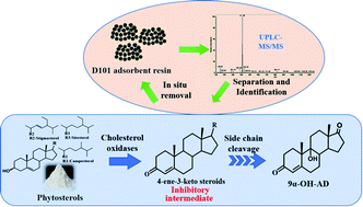 Graphical abstract: Identification and in situ removal of an inhibitory intermediate to develop an efficient phytosterol bioconversion process using a cyclodextrin-resting cell system