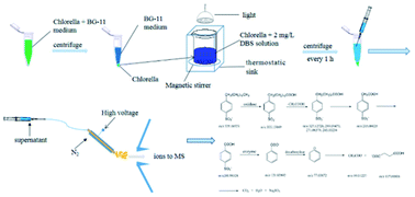 Graphical abstract: Critical biodegradation process of a widely used surfactant in the water environment: dodecyl benzene sulfonate (DBS)