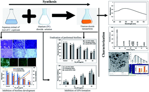 Graphical abstract: Effective inhibition and eradication of pathogenic biofilms by titanium dioxide nanoparticles synthesized using Carum copticum extract