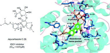 Graphical abstract: Jejucarbazoles A–C, carbazole glycosides with indoleamine 2,3-dioxygenase 1 inhibitory activity from Streptomyces sp. KCB15JA151