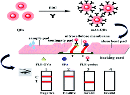 Graphical abstract: Development of a fluorescent immunochromatographic assay based on quantum dots for the detection of fleroxacin