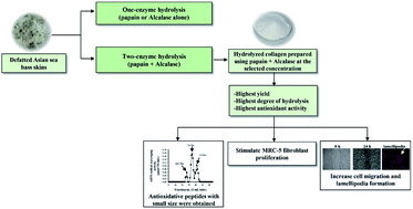 Graphical abstract: In vitro antioxidant and wound-healing activities of hydrolyzed collagen from defatted Asian sea bass skin as influenced by different enzyme types and hydrolysis processes