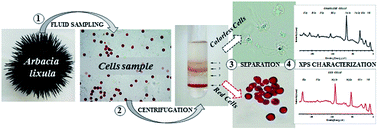 Graphical abstract: Chemical characterization of red cells from the black sea urchin Arbacia lixula by X-ray photoelectron spectroscopy