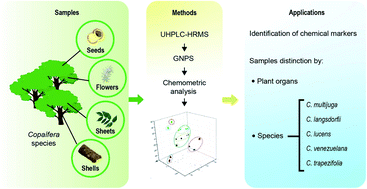 Graphical abstract: UHPLC-HRMS/MS on untargeted metabolomics: a case study with Copaifera (Fabaceae)