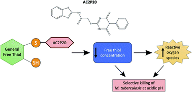 Graphical abstract: AC2P20 selectively kills Mycobacterium tuberculosis at acidic pH by depleting free thiols