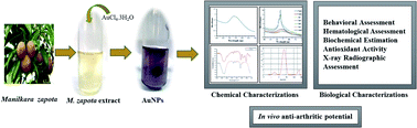 Graphical abstract: Green synthesis of gold nanoparticles from Manilkara zapota L. extract and the evaluation of its intrinsic in vivo antiarthritic potential