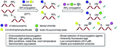 Graphical abstract: Chemoselective bioconjugation based on modular click chemistry with 4-halocoumarins and aryl sulfonates