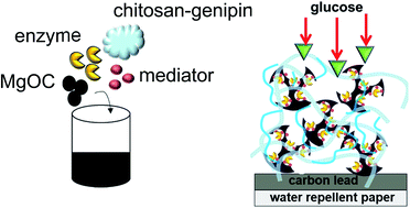 Graphical abstract: Chitosan-based enzyme ink for screen-printed bioanodes