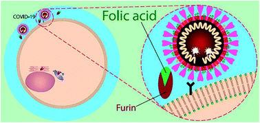Graphical abstract: The interactions of folate with the enzyme furin: a computational study