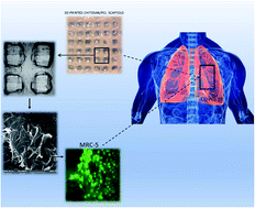 Graphical abstract: 3D printed chitosan/polycaprolactone scaffold for lung tissue engineering: hope to be useful for COVID-19 studies