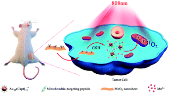 Graphical abstract: Gold nanoclusters as a GSH activated mitochondrial targeting photosensitizer for efficient treatment of malignant tumors