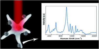 Graphical abstract: Detection of SARS-CoV-2 and its S and N proteins using surface enhanced Raman spectroscopy
