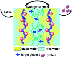 Graphical abstract: Antifouling hydrogel film based on a sandwich array for salivary glucose monitoring