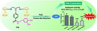 Graphical abstract: Design of ferrocenylseleno-dopamine derivatives to optimize the Fenton-like reaction efficiency and antitumor efficacy