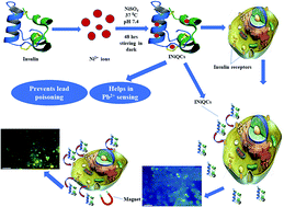 Graphical abstract: Protection of lead-induced cytotoxicity using paramagnetic nickel–insulin quantum clusters