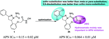 Graphical abstract: Development of pyrazoline-based derivatives as aminopeptidase N inhibitors to overcome cancer invasion and metastasis