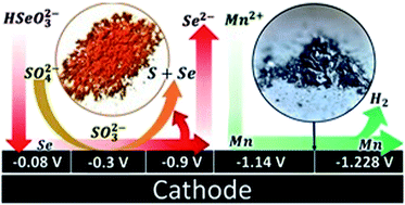 Graphical abstract: Selenium and sulphur reactions involved in manganese reduction from sulphate solutions