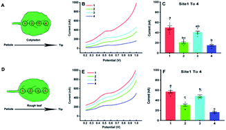 Graphical abstract: Rapid mapping of the IAA in leaves of Arabidopsis thaliana using a simple paper-based electroanalytical device coupled with microsampling