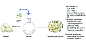 Graphical abstract: Effects of trypsin-induced limited hydrolysis on the structural, functional, and bioactive properties of sericin