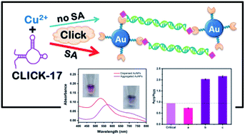 Graphical abstract: Highly sensitive colorimetric sensing of copper(ii) ions based on “CLICK-17” DNAzyme-catalyzed azide modified gold nanoparticles and alkyne capped dsDNA cycloaddition