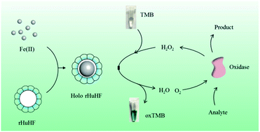 Graphical abstract: Ferritin-catalyzed synthesis of ferrihydrite nanoparticles with high mimetic peroxidase activity for biomolecule detection