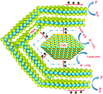 Graphical abstract: Flower-like MoS2 microspheres compounded with irregular CdS pyramid heterojunctions: highly efficient and stable photocatalysts for hydrogen production from water