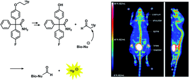 Graphical abstract: Synthesis and biological evaluation of PET tracers designed for imaging of calcium activated potassium channel 3.1 (KCa3.1) channels in vivo