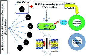 Graphical abstract: Emergent antibacterial activity of N-(thiazol-2-yl)benzenesulfonamides in conjunction with cell-penetrating octaarginine