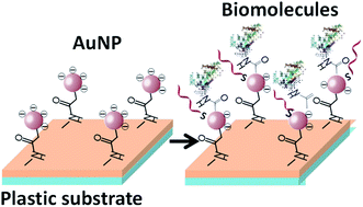 Graphical abstract: Covalent immobilization of gold nanoparticles on a plastic substrate and subsequent immobilization of biomolecules