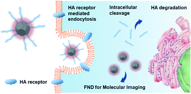 Graphical abstract: Fluorescent nanodiamond – hyaluronate conjugates for target-specific molecular imaging