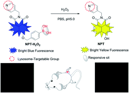 Graphical abstract: Construction of a lysosome-targetable ratiometric fluorescent probe for H2O2 tracing and imaging in living cells and an inflamed model