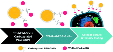 Graphical abstract: A model of modified meta-iodobenzylguanidine conjugated gold nanoparticles for neuroblastoma treatment