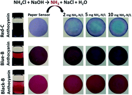 Graphical abstract: Cost-effective and sensitive anthocyanin-based paper sensors for rapid ammonia detection in aqueous solutions