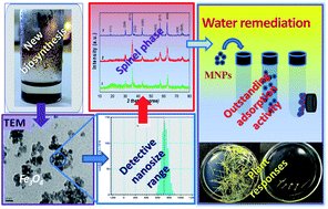 Graphical abstract: Biosynthesis of magnetite and cobalt ferrite nanoparticles using extracts of “hairy” roots: preparation, characterization, estimation for environmental remediation and biological application