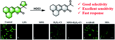 Graphical abstract: Development of an ultrafast fluorescent probe for specific recognition of hypochlorous acid and its application in live cells