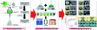 Graphical abstract: A freeze–thaw PVA hydrogel loaded with guava leaf extract: physical and antibacterial properties
