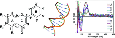 Graphical abstract: Deciphering the interaction of flavones with calf thymus DNA and octamer DNA sequence (CCAATTGG)2