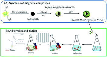 Graphical abstract: Fabrication of a novel core–shell–shell temperature-sensitive magnetic composite with excellent performance for papain adsorption