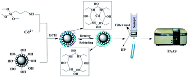 Graphical abstract: The selective recognition mechanism of a novel highly hydrophobic ion-imprinted polymer towards Cd(ii) and its application in edible vegetable oil