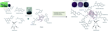 Graphical abstract: Structural and compositional changes of whey protein and blueberry juice fermented using Lactobacillus plantarum or Lactobacillus casei during fermentation