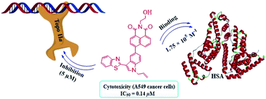 Graphical abstract: Synthesis and photobiological applications of naphthalimide–benzothiazole conjugates: cytotoxicity and topoisomerase IIα inhibition