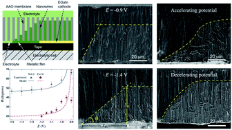 Graphical abstract: Control of the asymmetric growth of nanowire arrays with gradient profiles