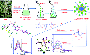 Graphical abstract: Dual colorimetric sensing of ascorbic acid and thyroxine using Ag–EGCG–CTAB via a DFT approach