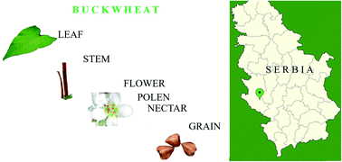 Graphical abstract: Distribution of polyphenolic and sugar compounds in different buckwheat plant parts