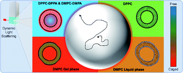 Graphical abstract: Nanovesicles drive a tunable dynamical arrest of microparticles