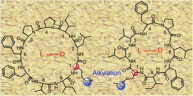 Graphical abstract: Methionine epimerization in cyclic peptides