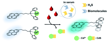 Graphical abstract: A ratiometric fluorescence probe for the selective detection of H2S in serum using a pyrene-DPA–Cd2+ complex