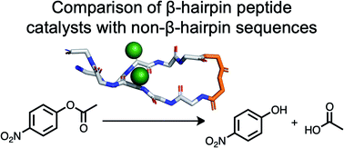 Graphical abstract: The role of β-hairpin conformation in ester hydrolysis peptide catalysts based on a TrpZip scaffold